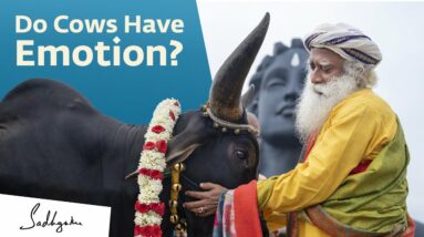 Do Cows Have Emotion | Sadhguru