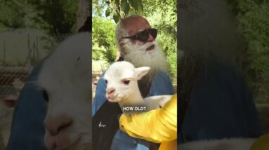 A Cute Moment - Sadhguru with Alpacas | Sadguru #Shorts #sadhguru