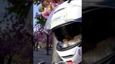 Sadhguru Gears Up for an Arduous 670 km Long Ride as He Leaves Frankfurt #shorts