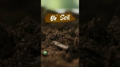 Oh' Soil - A Poem by Sadhguru | Sadhguru #shorts #poem